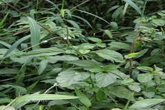 Stachytarpheta cayennensis